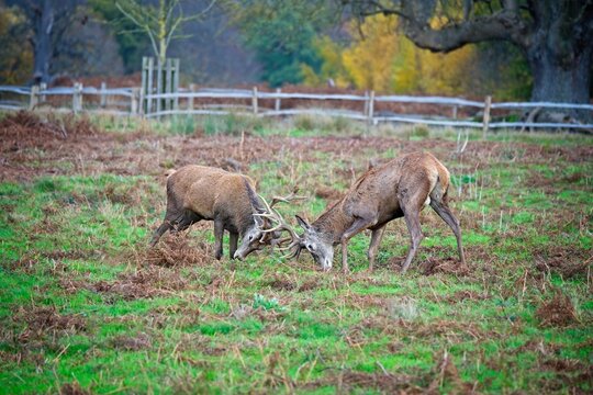 Young deer stags fighting during mating season

