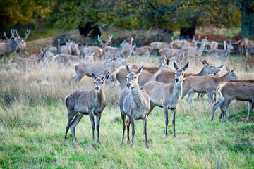 A heard of young deer stags or bucks observing the area