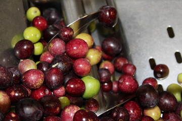 Fabrication de l'huile d'olive : moulin, presse à olive