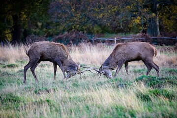 Young deer stags fighting during mating season
