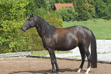 Lusitano Pferd von der Seite im Ganzen 