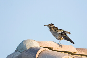 Greater Roadrunner, Geococcyx californianus, perched on rooftop