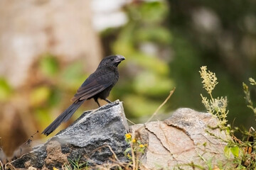 Groove-billed Ani, Crotophaga sulcirostris, perched on rocks