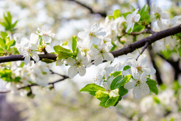 white apple blossom. beautiful orchard details in springtime. sunny weather