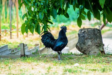 silhouette of a rooster of the Ayan Cenami breed in a green meadow on a sunny day