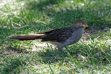 Guira Cuckoo, Guira guira, resting on the ground