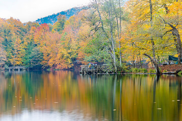 Autumn colors. Colorful fallen leaves in the lake. Magnificent landscape. Natonial Park. Yedigoller. Bolu, Istanbul, Turkey.