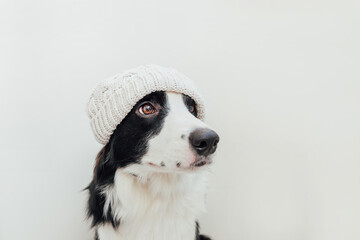 Funny studio portrait of cute smiling puppy dog border collie wearing warm knitted clothes white hat isolated on white background. Winter or autumn portrait of new lovely member of family little dog.