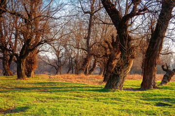 leafless trees in the park at sunrise. green grass on the ground in morning light. calm nature scenery in springtime