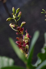 close up image of beautiful dendrobium mangosteen in full bloom has a velvety maroon red color like...