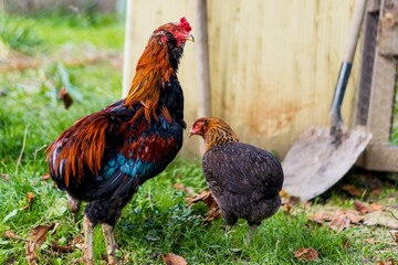 an isolated colorful rooster on a green meadow accompanied by a hen