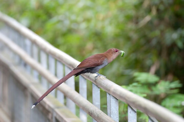 Squirrel Cuckoo, Piaya cayana, with prey item