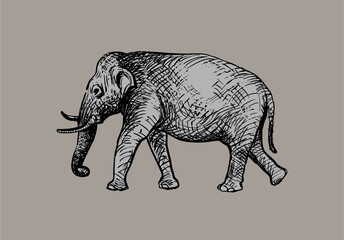 Hand drawn illustration of elephant
