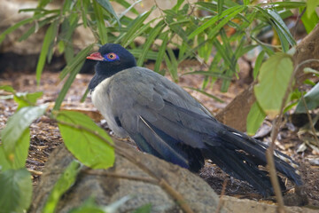 Coral-billed or Renauld's Ground Cuckoo, Carpococcyx renauldi, relaxing