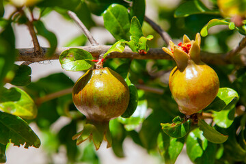 Pomegranate