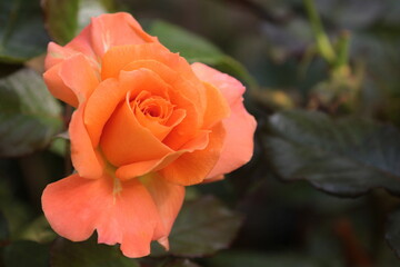 red rose in garden