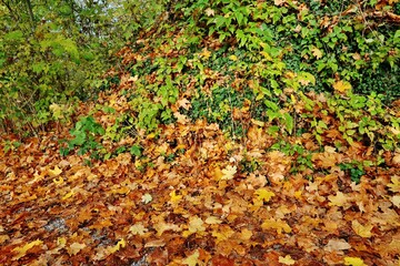 Herbst, Laubfall