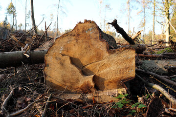 Profile of a tree log on the forest ground in a deforested woodland by reason of drought and bark beetle infestation in times of climate change and forest dieback - Stockphoto 