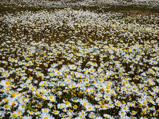 background of flowers