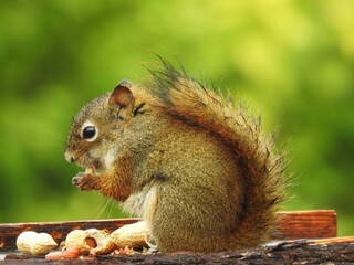 A squirrel and his peanut