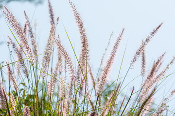 Closeup of fox tail flower of the genus Setaria growing in the oasis in Saudi Arabia