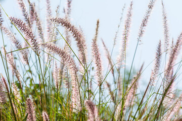 Closeup of fox tail flower of the genus Setaria growing in the oasis in Saudi Arabia