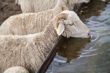 ram drinks water from a watering hole