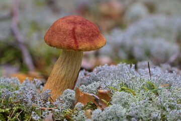 mushroom on the moss