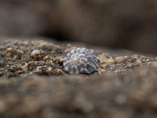 Coquillage à la mer