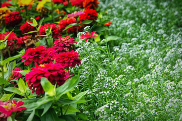 red and white flowers