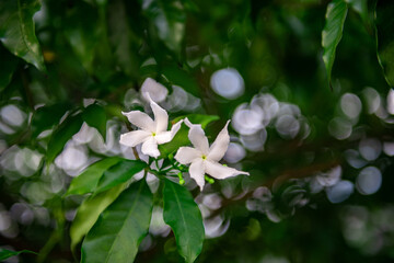 Beautiful bright blossoms white color turn full blooming on spring season, blossoms soft color flora on a sunny day. Bokeh background.