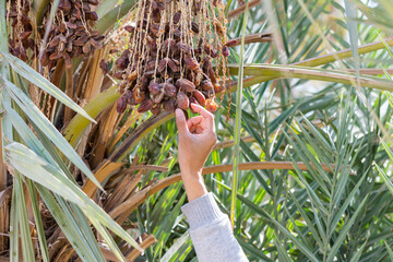 A man's hand picking up the ripe dates on the palm tree in the old Dariyah, Riyadh, the kingdom of...
