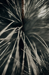 Gray grass