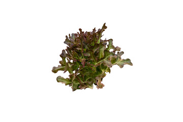 Fresh red oak lettuce vegetable, organic food for salad and healthy with fiber and high nutritional value isolated on white background with clipping path. Healthy food concept.