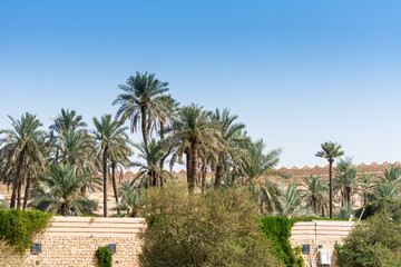 Fototapeta premium Green date trees growing in the park in the Ruins of Diraiyah, also as Dereyeh and Dariyya, a old town in Riyadh, Saudi Arabia