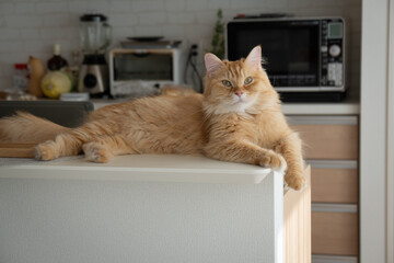 キッチンカウンターでくつろぐ猫（マンチカン）