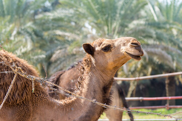 Brown Camels eating food in the farm near the Old Dariya, Riyadh, the Kingdom of Saudi Arabia