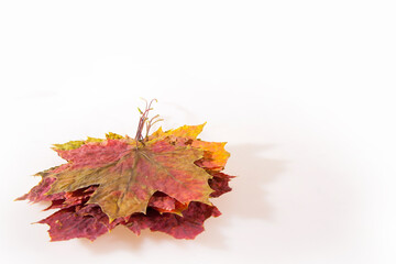 A stack of autumn maple leaves. White background