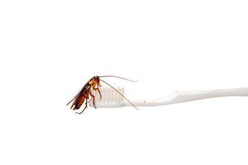 Cockroach climbing on the white toothbrush for eating food waste. Isolated on white background.