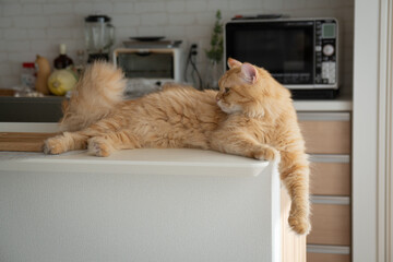 キッチンカウンターでくつろぐ猫（マンチカン）