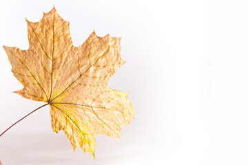Autumn photography: maple leaf isolated on a white background