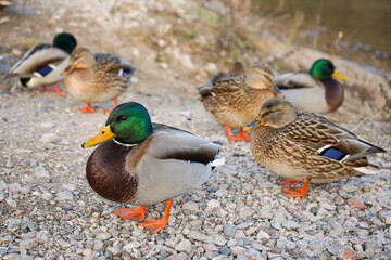 A flock of wild ducks walks along the river bank.