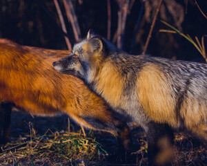 Beautiful reddish-gray fox in the winter in nature close-up