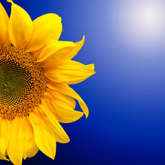 Obraz premium Background of half yellow sunflower flower with bright petals with blue gradient and lens flare in the corner. Sunflower isolate on blue background with copy space.
