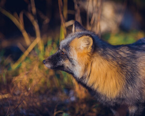 Obraz premium Beautiful reddish-gray fox in the winter in nature close-up