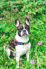French Bulldog sitting outdoor