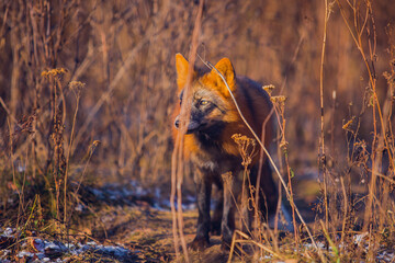 Beautiful reddish-gray fox in the winter in nature close-up