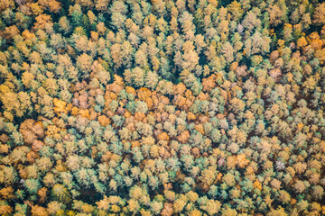 Forest from above