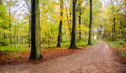 Naklejka premium Ein Herbsttag im Wald.