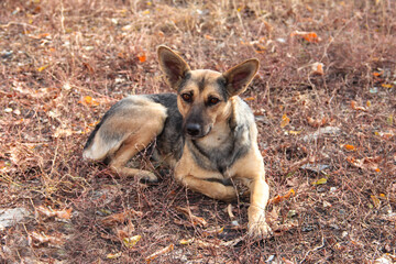 A stray dog is lying on the dry grass.